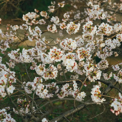 Jardins du Monde